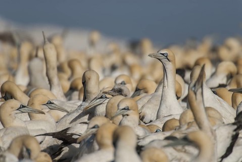 Cape Gannet (Morus capensis), Western Cape, South Africa