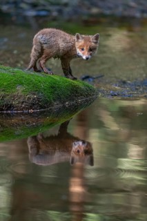 One young red fox, Vulpes vulpes, walking over a mossy rock in a shallow forest creek in late light