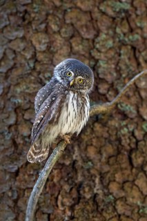 Pygmy Owl (Glaucicium passerinum), sitting on the branch of a tree, Pirchner Ast, Schwaz, Tyrol,