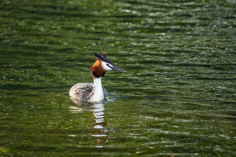 A great crested grebe (Podiceps cristatus) in Lake Alexandrina. Canterbury, South Island, New