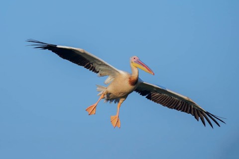 Great White Pelican (Pelecanus onocrotalus) flying, Danube-Delta, Romania