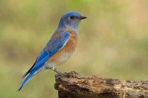 Western Bluebird (Sialia mexicanus)