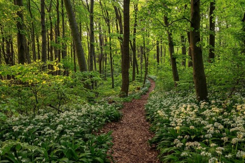A picturesque path or forest path lined with white flowering wild garlic (Allium ursinum) leads