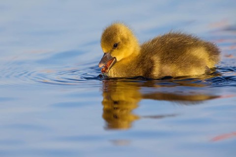 Greylag goose, Anser Anser, flight photo, sideways, chick, gosling, Wagbachniederung,