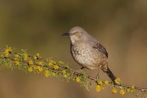 Curve-billed Thrasher (Toxostoma curvirostre) perched on a branch, Texas, USA