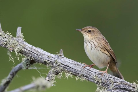 Lanceolated Warbler - Strichelschwirl - Locustella lanceolata ssp. lanceolata, Russia