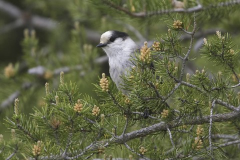 Grey Jay (Perisoreus canadensis), British Columbia, Canada
