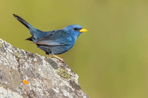 Blue Finch (Porphyrospiza caerulescens) perched on a rock in the Atlantic rainforest of southeast