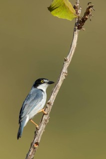 Hooded Tanager (Nemosia pileata) perched on a branch in the grasslands of Guyana