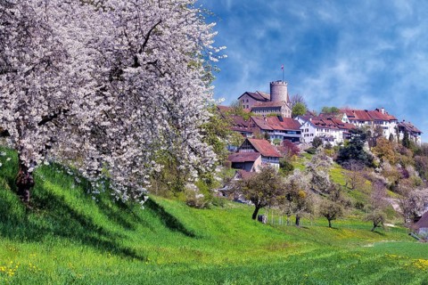 View of Regensberg village with blooming fruit trees, Canton of Zurich, Switzerland