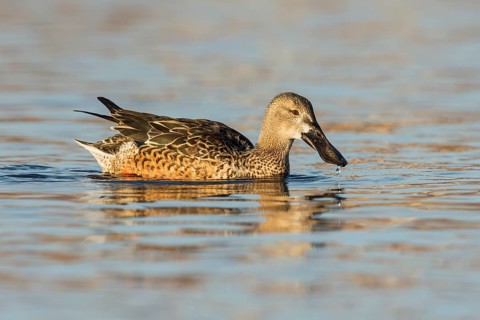 Northern Shoveler (Spatula clypeata) female, Eilat, Israel