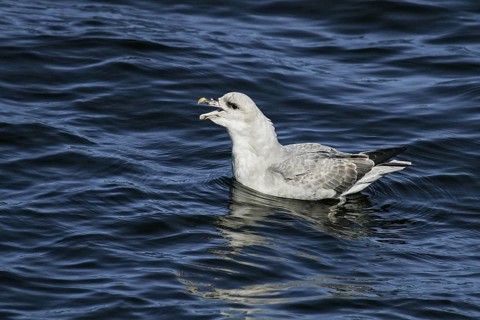 Northern Fulmar (Fulmarus glacialis) dark, grey morph, calling, North Sea, Germany