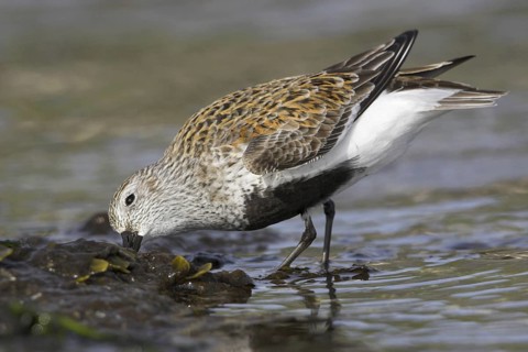Dunlin (Calidris alpina), British Columbia, Canada