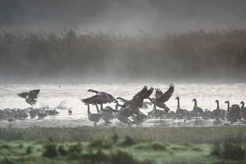 Canada Goose, Branta Canadensis, birds in flight over marshes