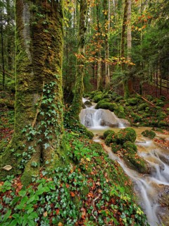 Waterfall surrounded by moss-covered stones in autumnal coloured surroundings, on the river Sihl,