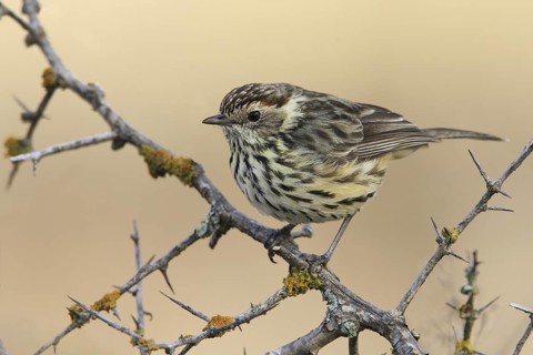 Speckled Warbler (Pyrrholaemus sagittatus) female, Australian Capital Territory, Australia