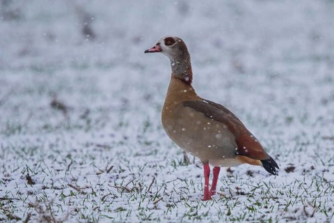 Egyptian Goose (Alopochen aegyptiaca), Baden-Wuerttemberg, Germany