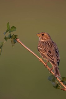 Corn Bunting (Emberiza calandra), Lake Neusiedl, Austria