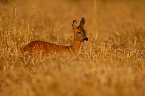 Roe deer (Capreolus capreolus) adult female doe animal in a farmland cereal field in summer,