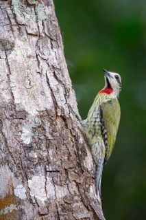 Cuban Green Woodpecker (Xiphidiopicus percussus) perched on a branch in Cuba