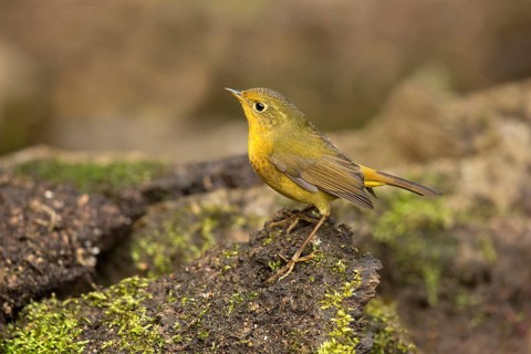 Golden Bush Robin (Tarsiger chrysaeus) female, Yunnan, China