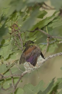 Berylline Hummingbird (Amazilia beryllina) female at nest, Arizona, USA