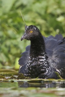 Horned Screamer (Anhima cornuta), Manu National Park, Peru
