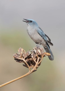 Mexican Jay (Aphelocoma wollweberi) singing, Arizona, USA