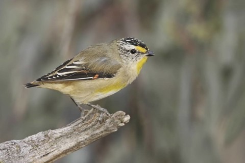 Striated Pardalote (Pardalotus striatus) male, Australian Capital Territory, Australia
