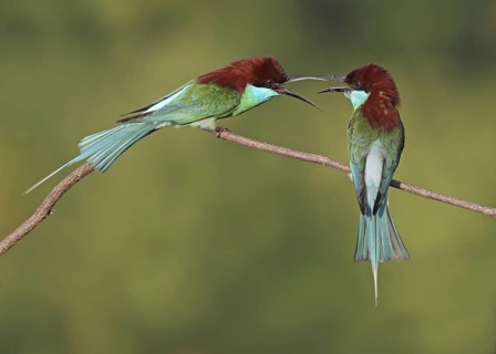 Blue-throated Bee-eater (Merops viridis) disputing, Penang, Malaysia