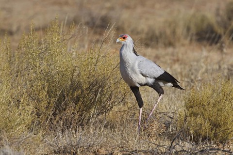 Secretarybird (Sagittarius serpentarius), Northern Cape, South Africa