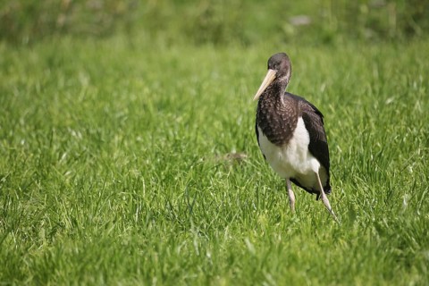 Black stork (Ciconia nigra) young bird foraging in a meadow, Allgäu, Bavaria, Germany