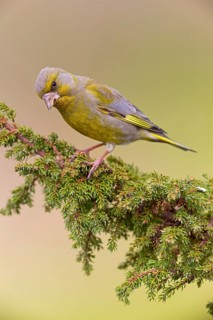 Grünfink, Grünling, Greenfinch, European Greenfinch, Western Greenfinch, Carduelis chloris, Chloris