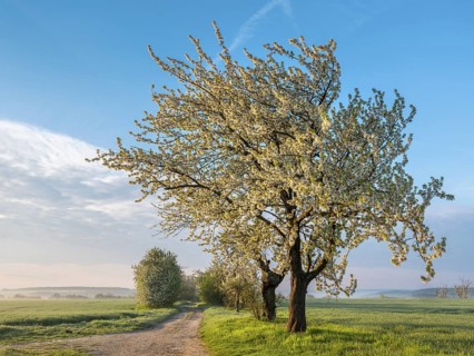 Dirt road through green fields in spring in morning light, white blooming cherry trees, near