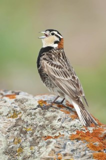 Chestnut-collared Longspur (Calcarius ornatus) singing, Montana, USA