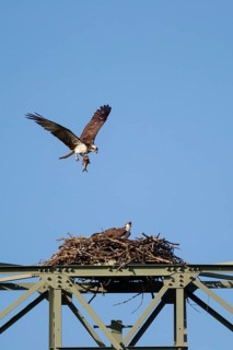 An osprey flies over its eyrie, Müritz region, Mecklenburg-Western Pomerania, Germany
