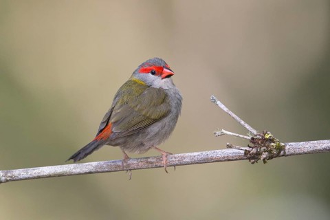 Red-browed Finch (Neochmia temporalis) perched on a branch, Queensland, Australia