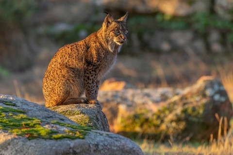 Lynx pardinus, on stone, evening light, Andalusia, Spain