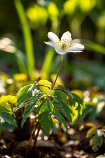 A single anemone blooms in the sunlight, surrounded by green foliage, the flower glows in the