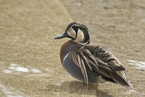 Baikal Teal (Sibirionetta formosa) male, Illinois, USA