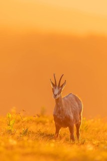 Gämse, Rupicapra rupicapra Chamois, Rupicapra rupicapra