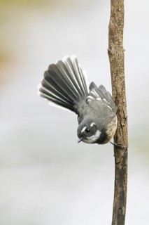 Grey Fantail (Rhipidura albiscapa) perched on a branch, Victoria, Australia