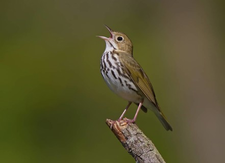 USA, OH, April