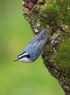 Red-breasted Nuthatch (Sitta canadensis), British Columbia, Canada