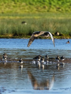 Greylag Goose, Anser anser, bird in flight over winter marshes