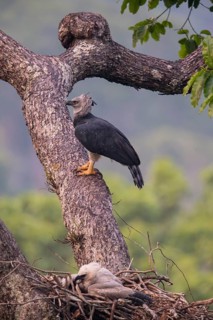 American harpy eagle (Harpia harpyja) female and young bird in nest, Carajas National Park, Brazil