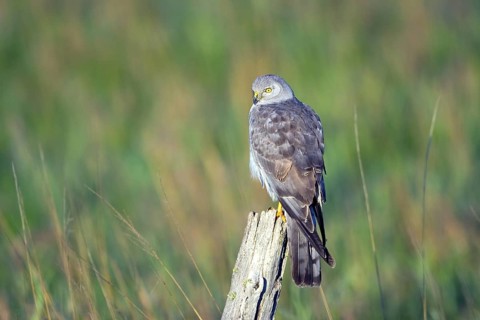 Northern Harrier Circus cyaneus Floodwood, St. Louis County, Minnesota, United States 26 June Adult