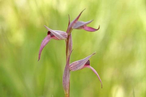 Serapias lingua (Serapias lingua), Malpartida de Plasencia, Extremadura, Spain