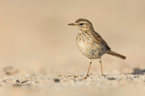 Berthelot's Pipit (Anthus berthelotii) on ground, Fuerteventura, Spain