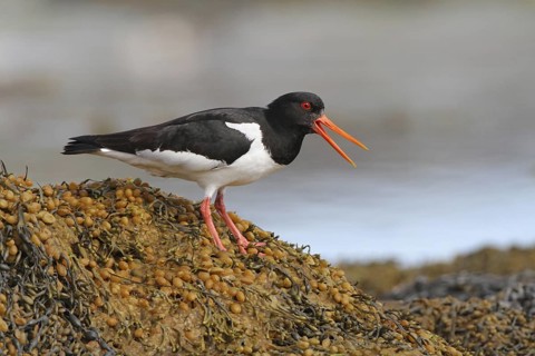 Eurasian Oystercatcher (Haematopus ostralegus) calling, Varanger, Norwegen
